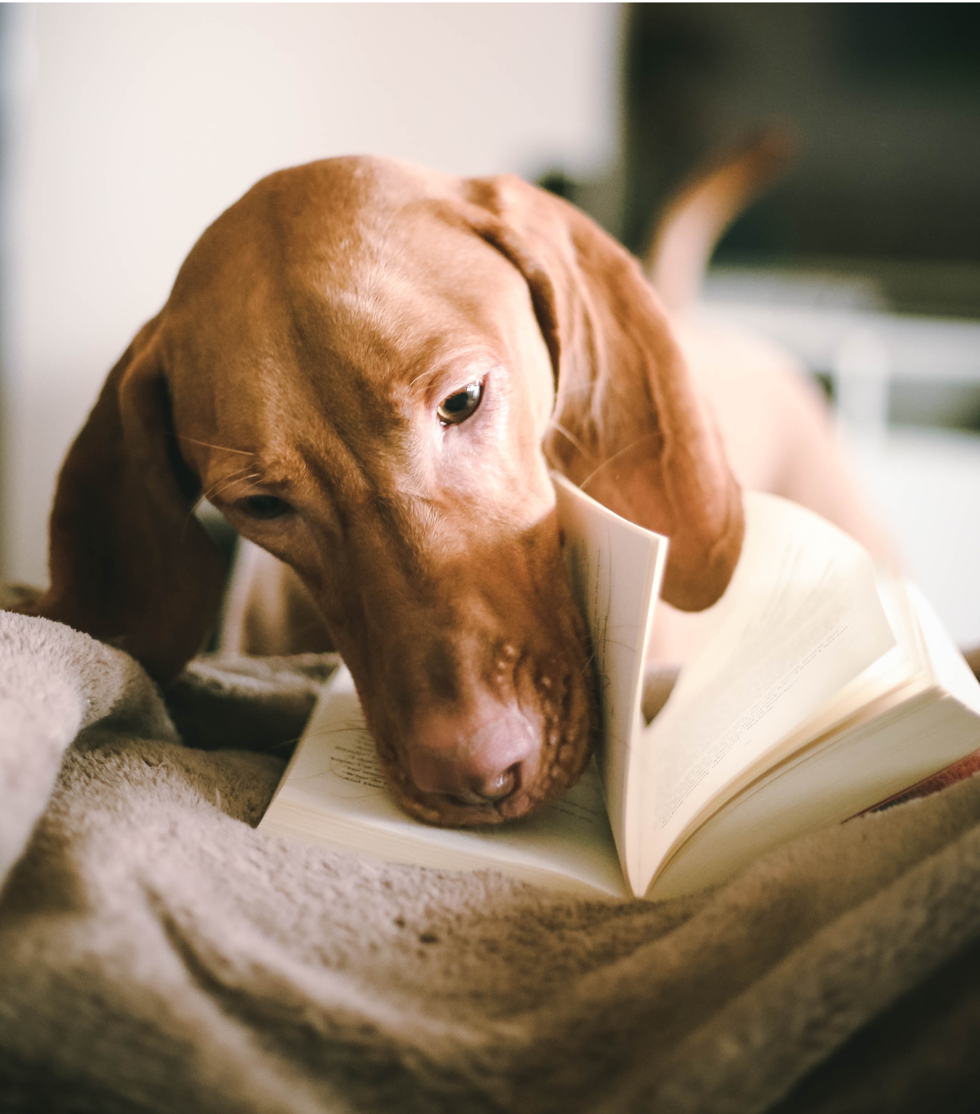 Dog reading